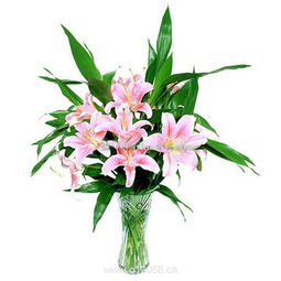 百合情深 柯劍飛特色鮮花機械設備引領花卉產業革新